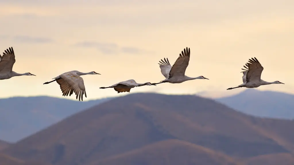 Five sandhill cranes flying above softly layered mountains in warm natural light