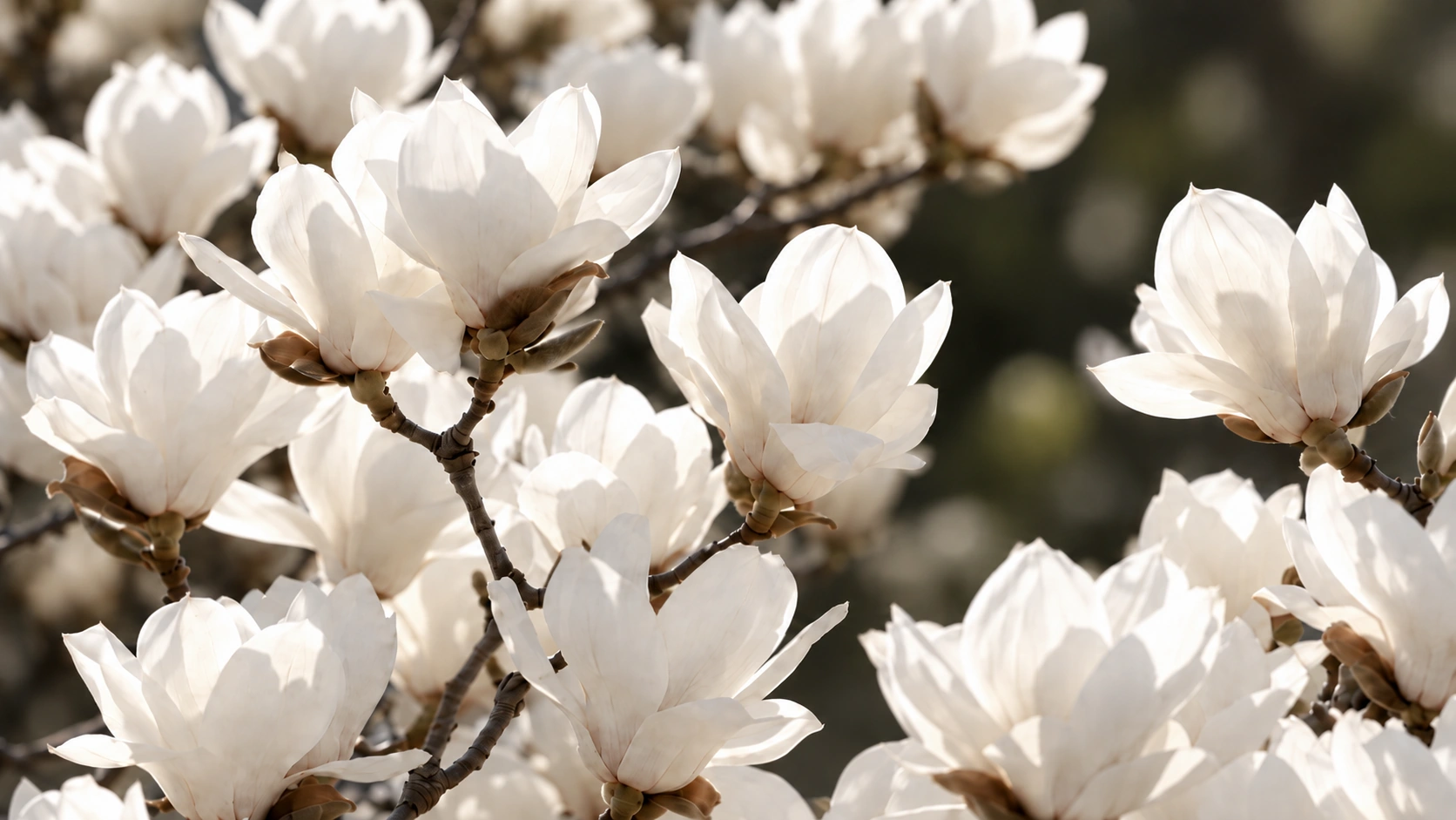 White yulan magnolia blossoms against a dark, softly blurred natural background